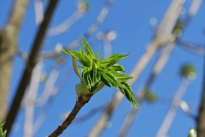 Kalopanax pictus - kalopanax pestrý - jarní pučení